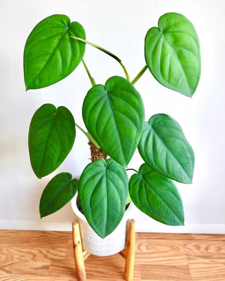 Syngonium Chiapense | PLNT